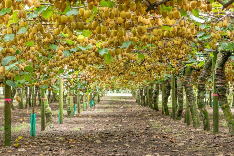 249 Walker Road East Aongatete_4