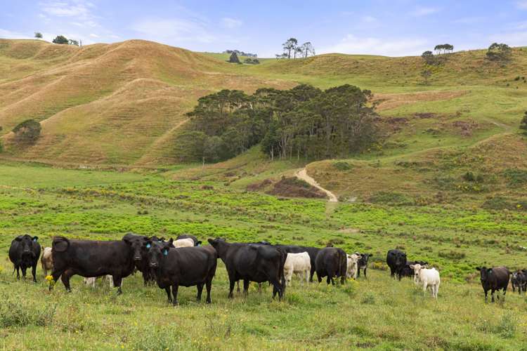 1173 Churchill Road Pukekawa_13