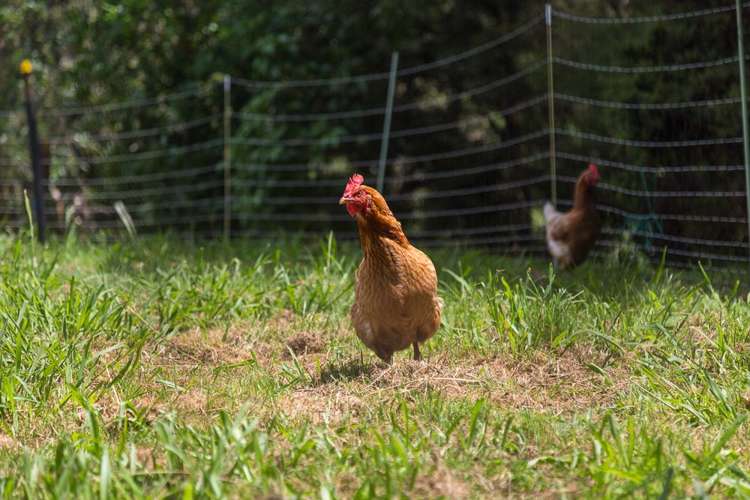 20 Westminster Glen Matakana_23