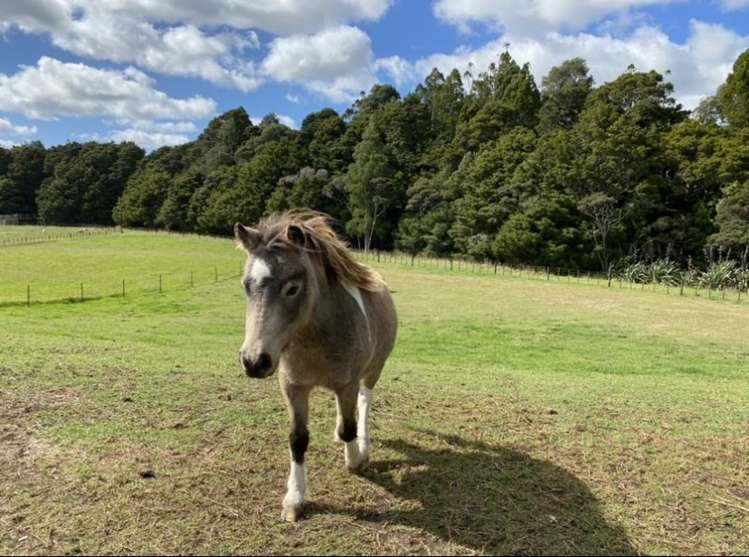 277 Valley Road Kaiwaka_19