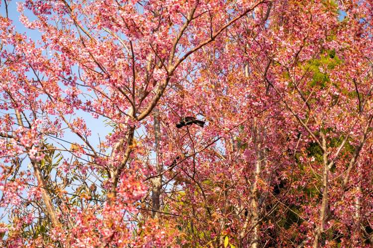 29 Sophia Street Glenholme_18