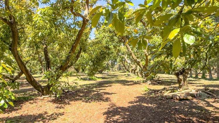 25 Orua Lane Whenuakite_3