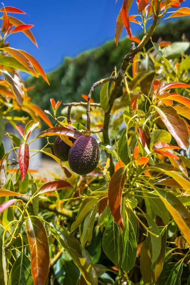 Kiwi Street Makaraka_4