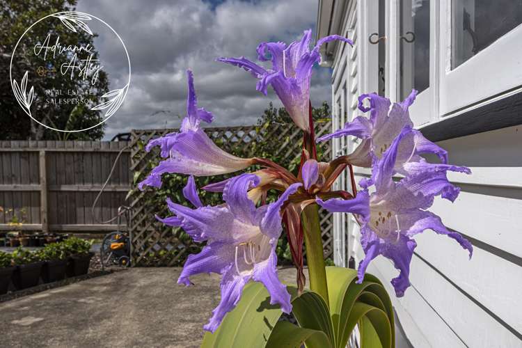 31 Carrington Street Dargaville_22