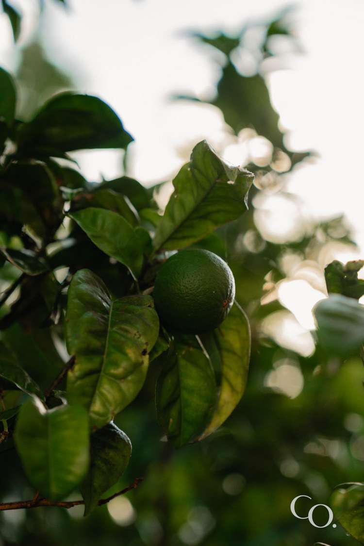 12/17 Simmonds Grove Greerton_23