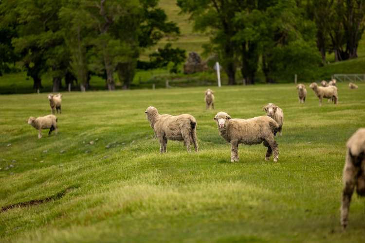 Lake Ohau Station Lake Ohau_29