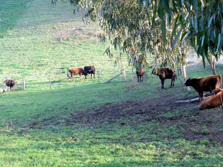 1629 Weston-Ngapara Road Enfield and Surrounds_10