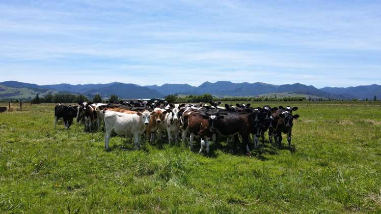 314 Huirau Road Turua_8