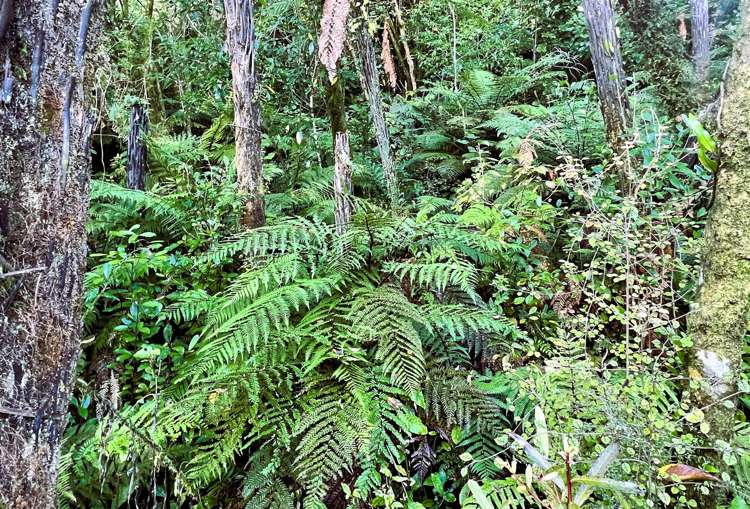 754 Rutherglen Road Rutherglen_17