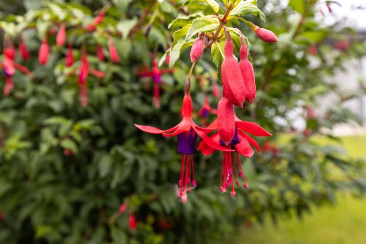 9 Faulkland Drive Witherlea_28