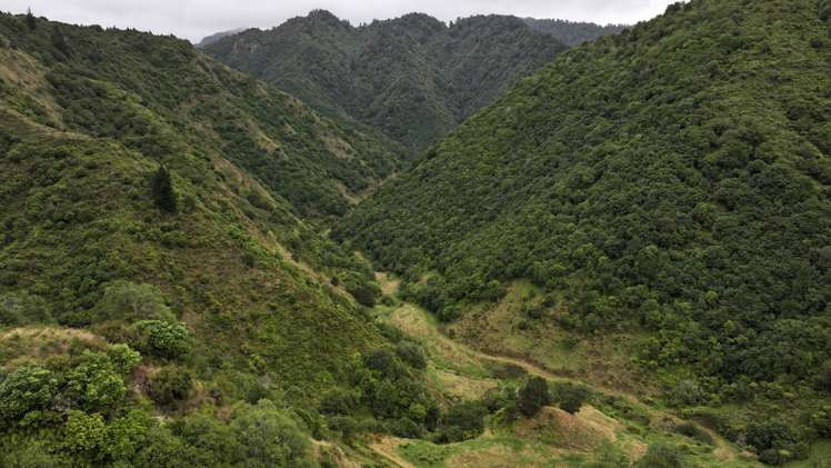 7957 State Highway 2 Opotiki Surrounds_11