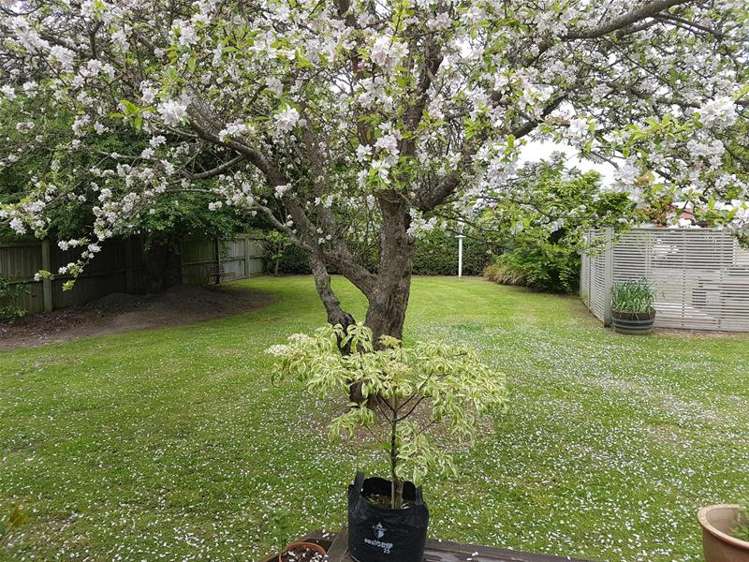 517 Avonhead Road Avonhead_17