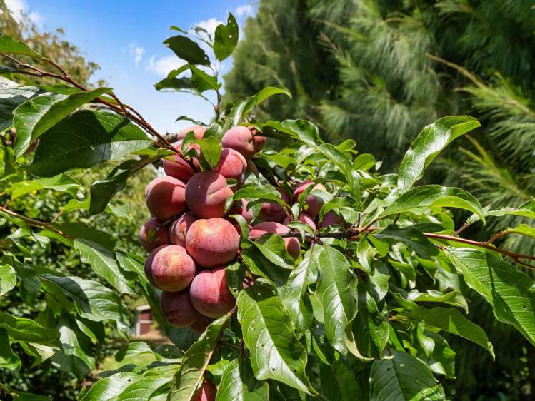 261 Wainui South Road Whakamarama_22