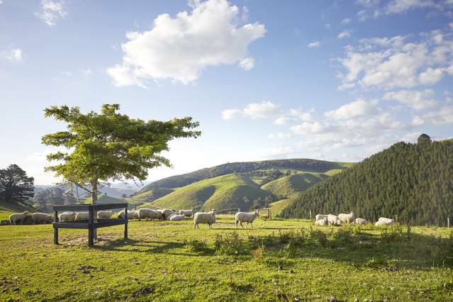 658 Te Kopia Road Waikite Valley_3