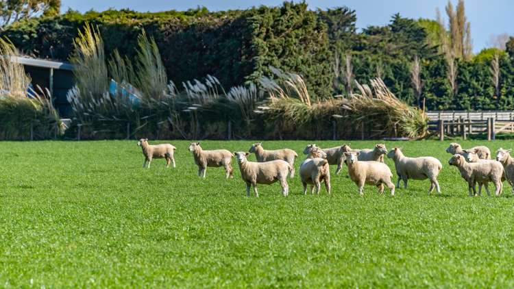 Selwyn Lake Road Leeston_9