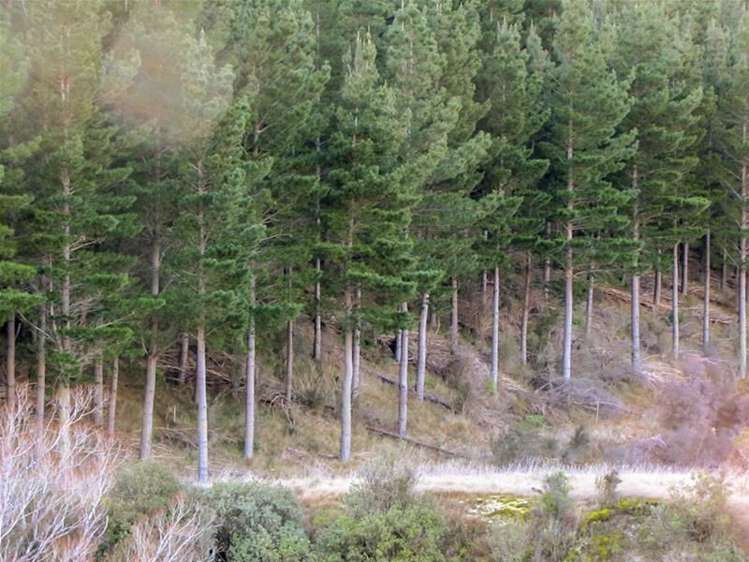 3778 Waihopai Valley Road Waihopai Valley_1