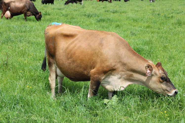 261 Middle Road Tapanui_22