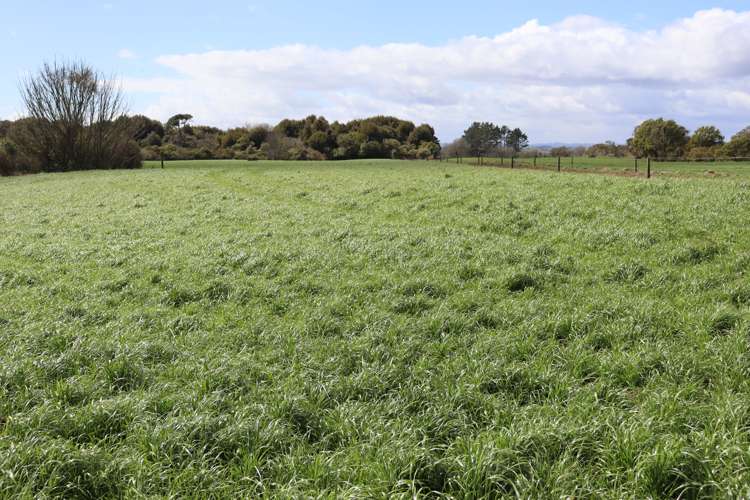 2403 Mountain Road Tariki_22