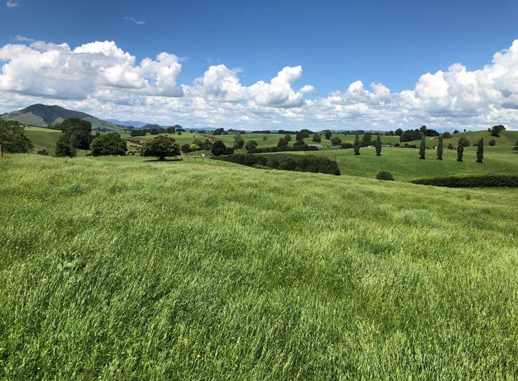 1564 State Highway 31 Kawhia Road Otorohanga_10