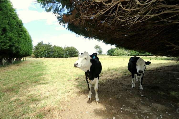 210 Bain Street Clifton_15