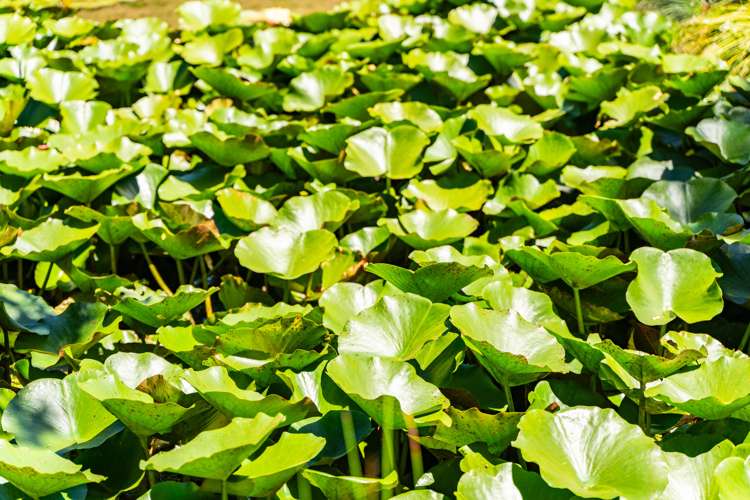 384 Tara Road Mangawhai_29