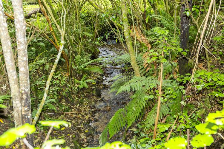 144 Pinehaven Road Pinehaven_4