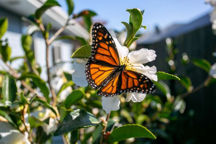 21 Norfolk Drive Cambridge_21