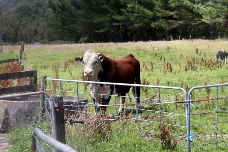 1502 Karamea Highway Corbyvale_9