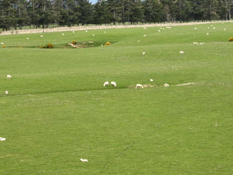 267 (Farm) Wehenga Road Hindon_10