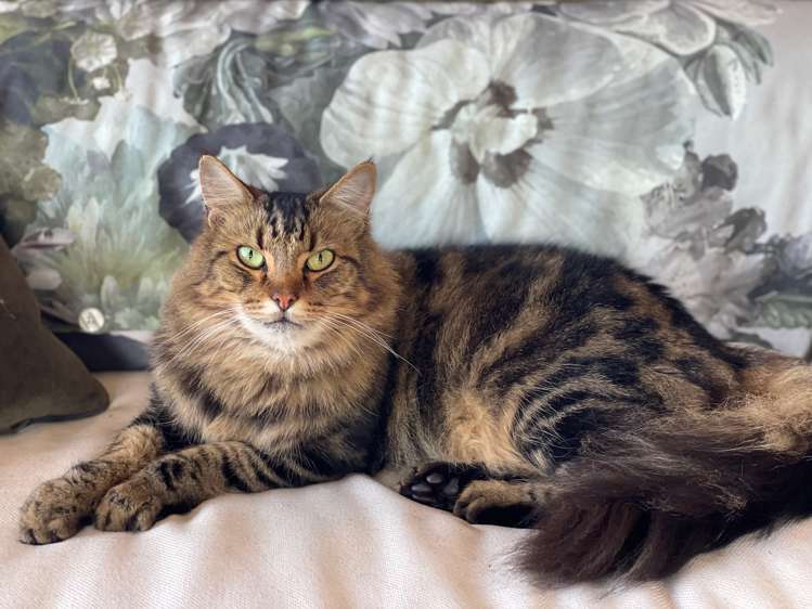 44 Brotherhood Road Kihikihi_49