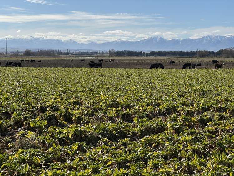 1586 Maniototo Road Patearoa_21