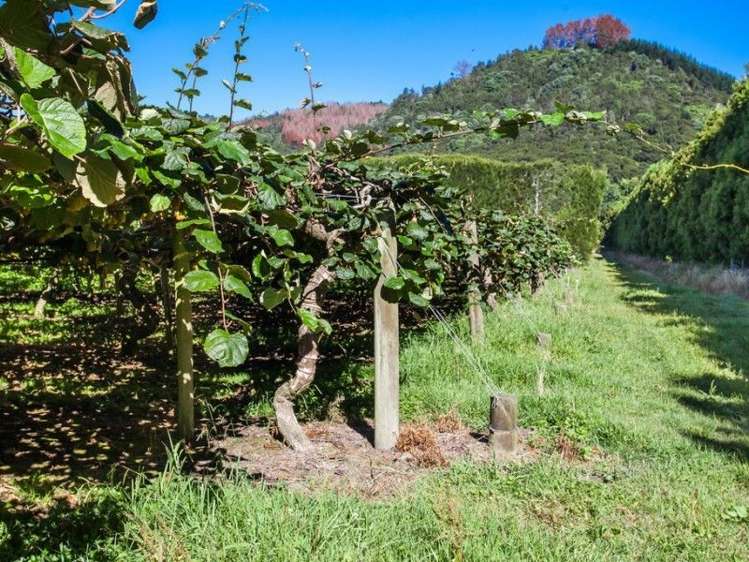 33 Burt Road Matata_16