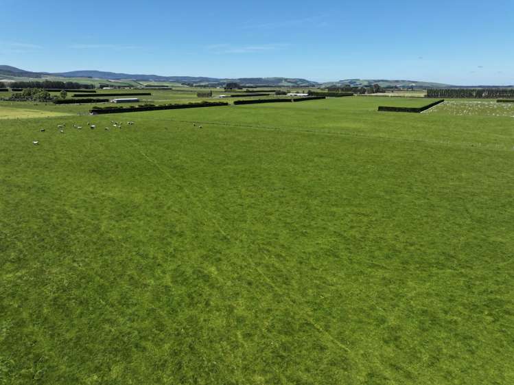 389 Mckenzie Road Browns_25