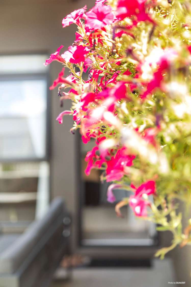 13 Tuatua Road Hobsonville_29