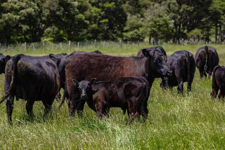 69 Titirangi Road Kenepuru Sounds_8