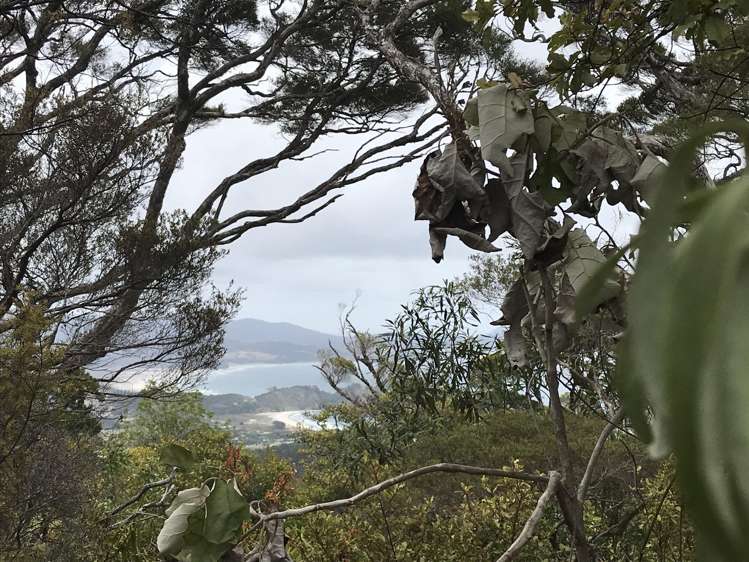 Lot 73/NW71 S71 Aotea Parish Station Rock Road Great Barrier Island_8
