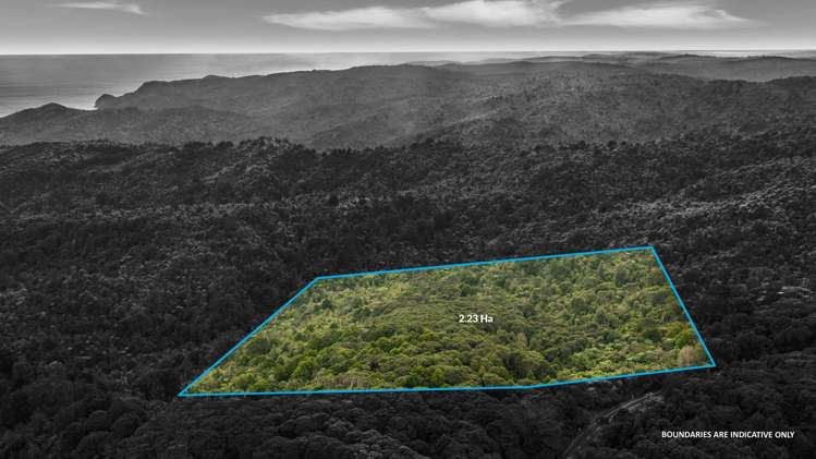 254 Piha Road Piha_9