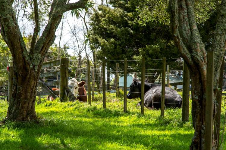 79 Evans Road South Head_32