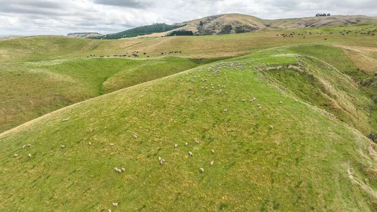 2 Cotswold Road Omihi_3