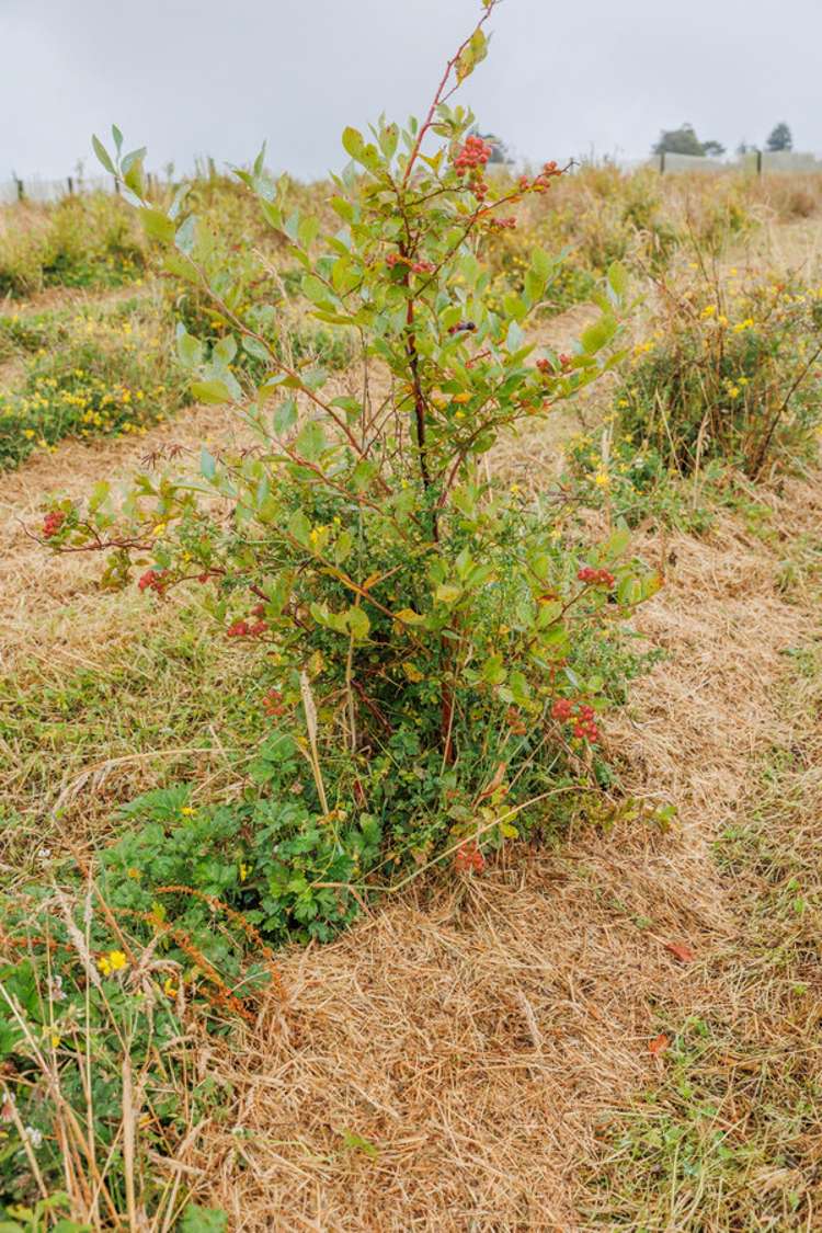 790 Pungaere Road Kerikeri Surrounds_10