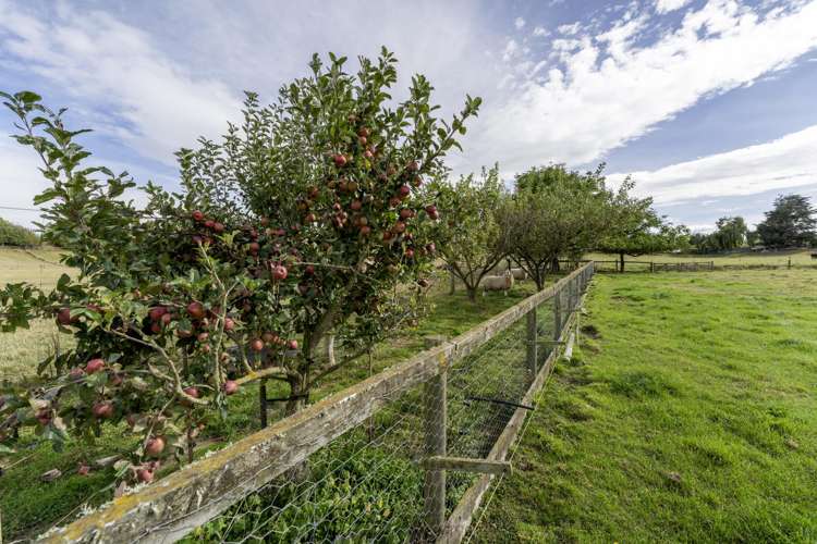 120 Cox Street Geraldine_35