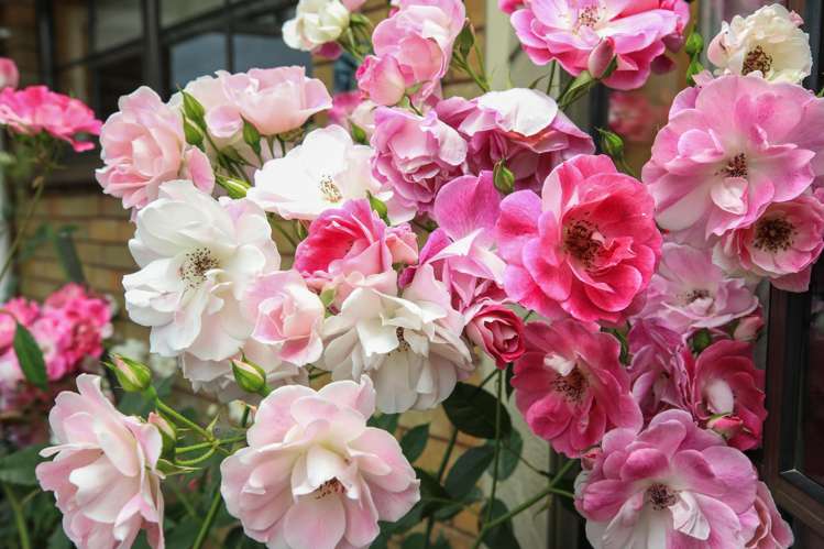 30A Kea Street Piopio_30