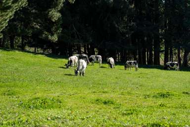 2/1873 Maungatautari Road_4