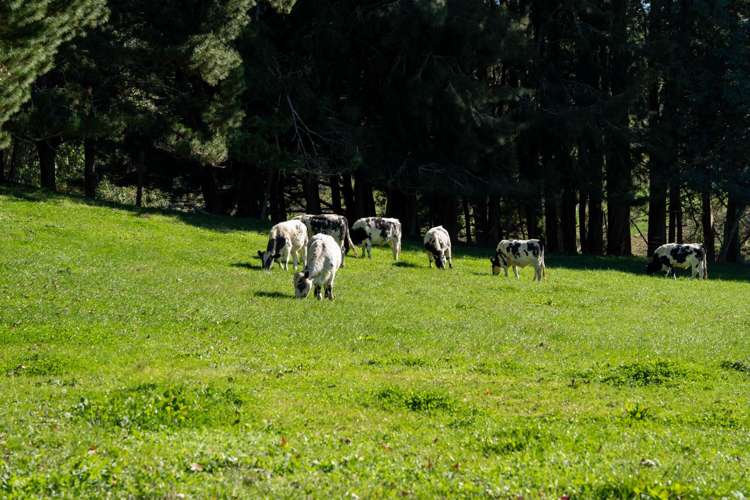2/1873 Maungatautari Road Cambridge_4