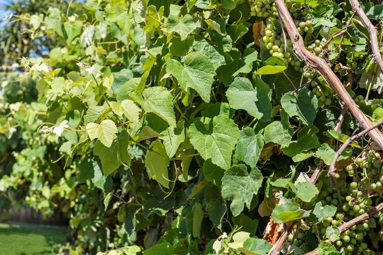 25 Madeleine Terrace Papamoa_10