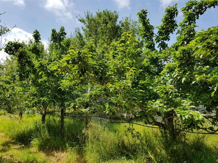 278 State Highway 12 Omapere_33