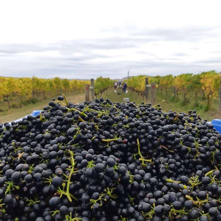 328 Georges Road Amberley_10