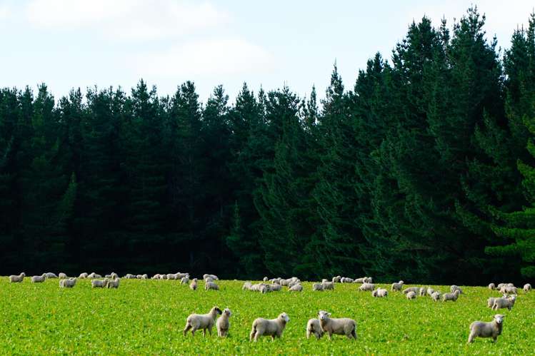 125 Tomogalak Road Ardlussa_12