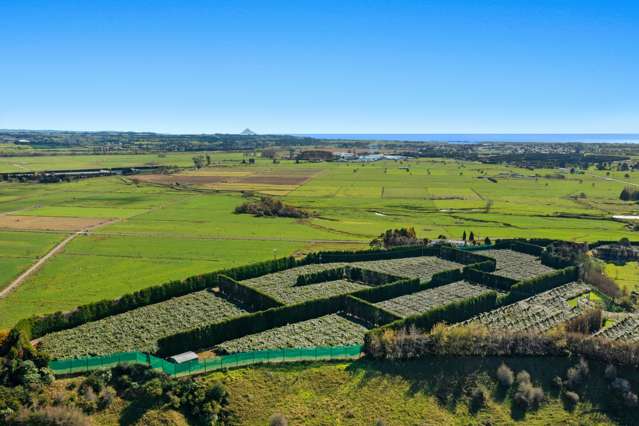 31 Clark Cross Road Opotiki Coastal_4