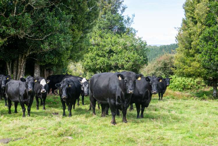 92 Lagoon Road Hamurana_12